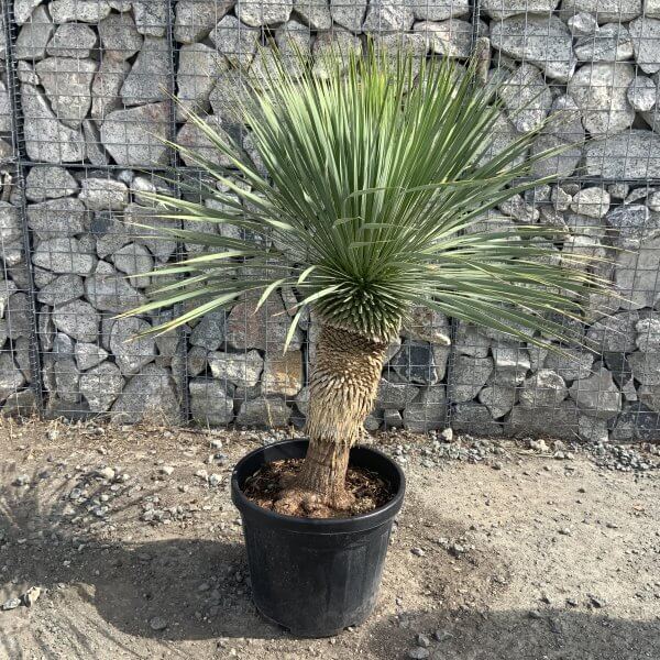 Yucca Rostrata 'Blue Swan' Palm Tree G967 - IMG 7429 scaled