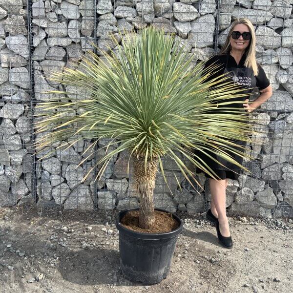 Yucca Rostrata 'Blue Swan' Palm Tree G968 - IMG 7431 scaled