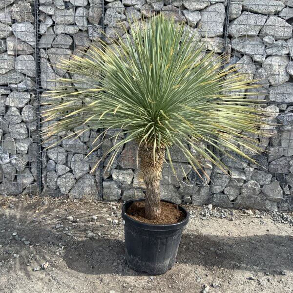 Yucca Rostrata 'Blue Swan' Palm Tree G968 - IMG 7432 scaled