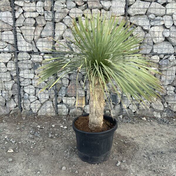 Yucca Rostrata 'Blue Swan' Palm Tree G969 - IMG 7435 scaled