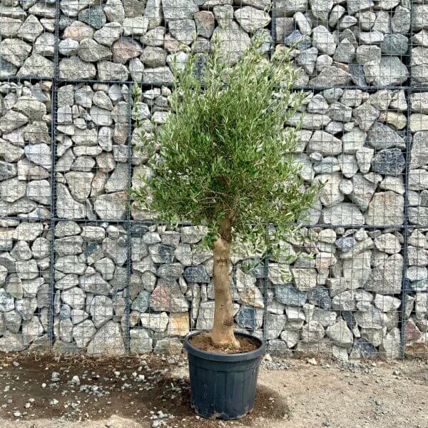 Tuscan Olive Tree XXL 1.90 – 2.10 CM (Olea) - new tuscan olive 2