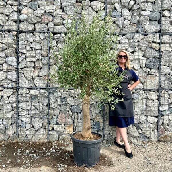 Tuscan Olive Tree XXL 1.90 – 2.10 CM (Olea) - new tuscan olive