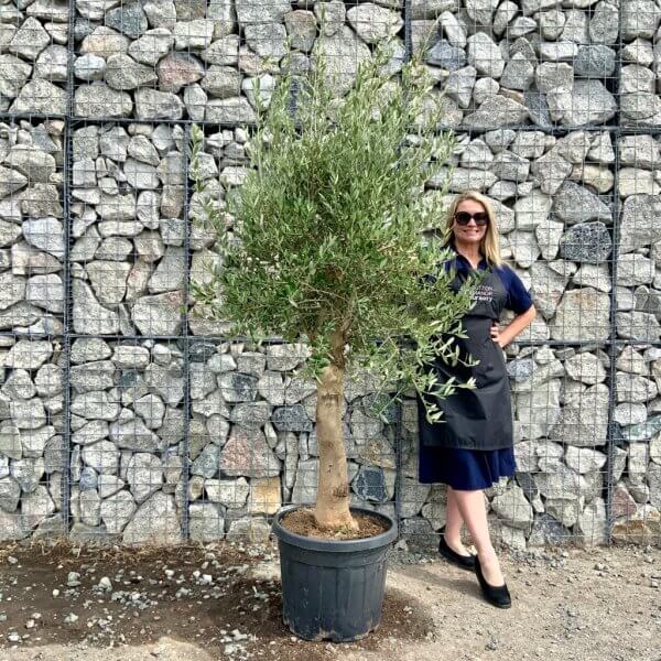 Tuscan Olive Tree XXL 1.90 – 2.10 M (Olea) - new tuscan olive