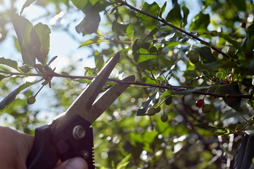 5 Summer Gardening Rules You Need To Follow - shutterstock 1994884523