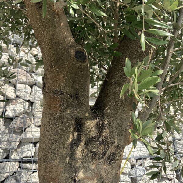 Olive Tree Super Tuscan Chunky Trunk XXL 2.30-2.60M - 9D59E93B 9A8C 42CF BDC6 A80F653CA815 scaled