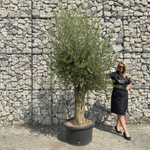 Olive Tree Super Tuscan Chunky Trunk XXL 2.30-2.60M - AA048DA7 C253 41EC BDB5 D301A3F018EA scaled