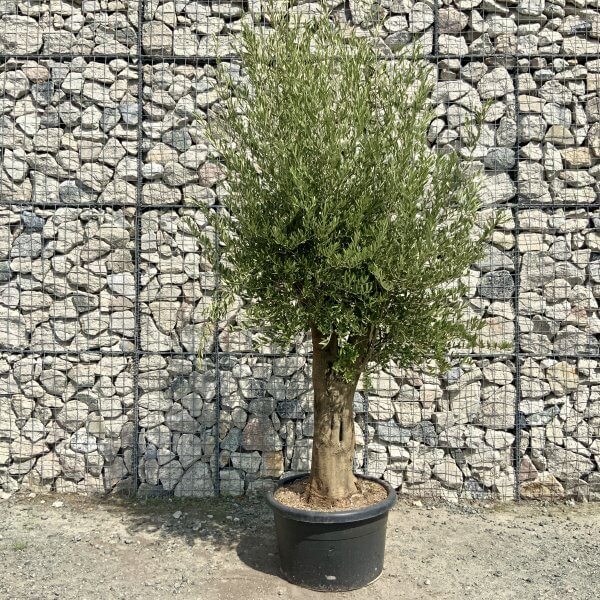 Olive Tree Super Tuscan Chunky Trunk XXL 2.30-2.60M - E5323E01 49AD 498E 8AF2 2E804A627083 scaled