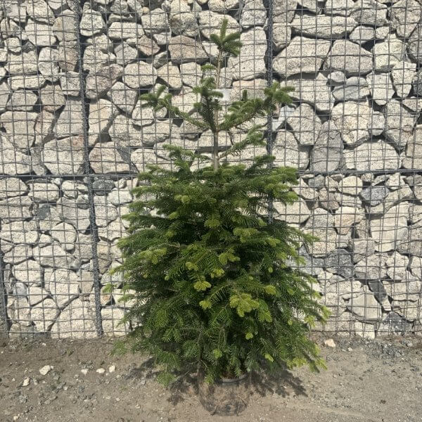Nordmann Fir Pot Grown Christmas Trees (Spruce) G975 - 290B1098 182A 4D48 A565 B87F44B4AF6F 1 105 c