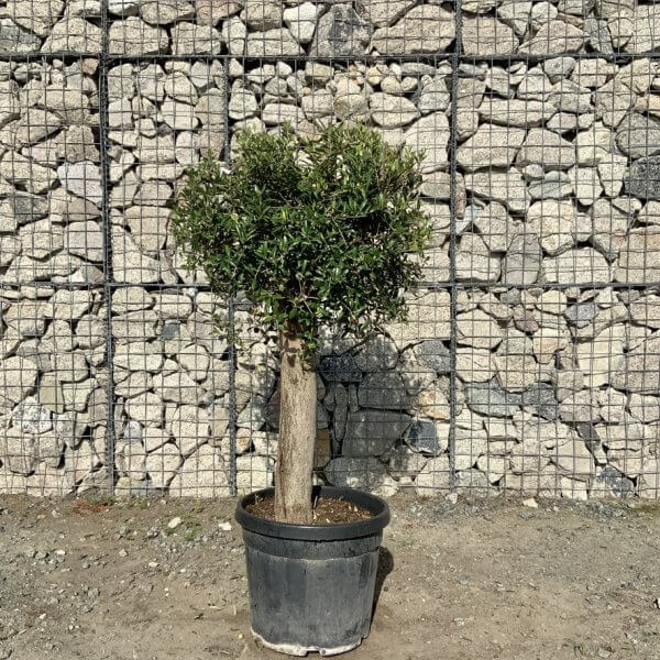 Tuscan Olive Tree - Topiary Clipped Crown (Spanish) G4001 - 3AD39FEE 4E11 4C2D 80AF 2B1E125C7076 1 105 c