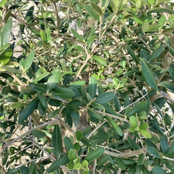 Tuscan Olive Tree - Topiary Clipped Crown (Spanish) G996 - 3E8633F0 4BAB 4870 8D5A C2CAF91ED1FC 1 105 c