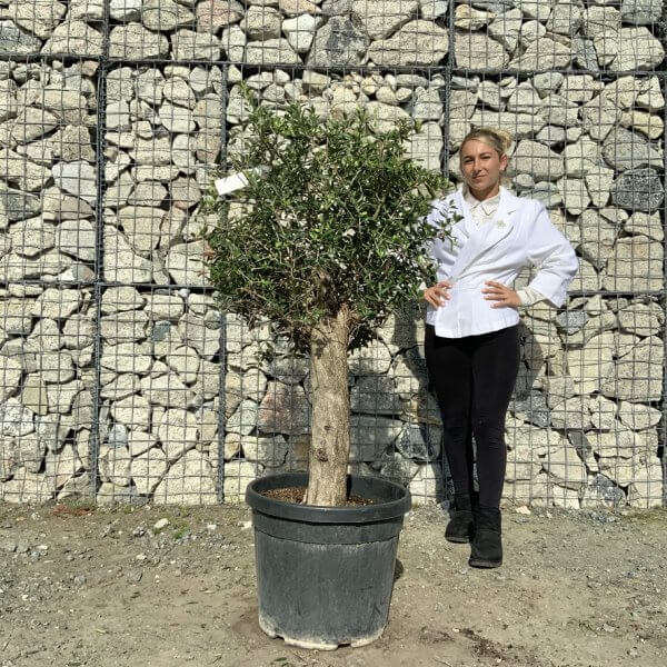 Tuscan Olive Tree - Topiary Clipped Crown (Spanish) G996 - 40B95C12 6661 420A AC73 433E8223B65D 1 105 c