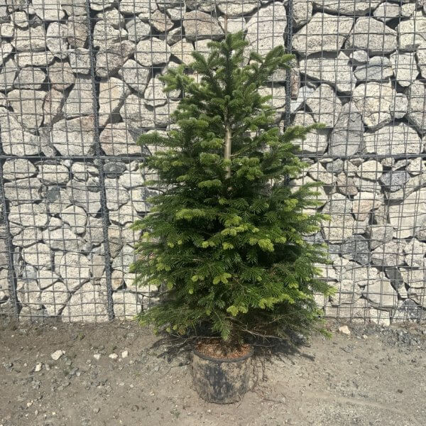 Nordmann Fir Pot Grown Christmas Trees (Spruce) G973 - 443A0267 02DF 491E 8B72 1002884387CD 1 105 c