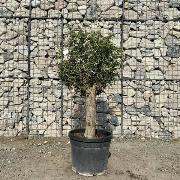 Tuscan Olive Tree - Topiary Clipped Crown (Spanish) G996 - 53BC1BE4 1174 4421 85EF AF4C54D9F675 1 105 c