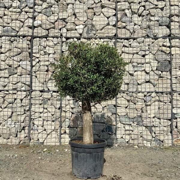 Tuscan Olive Tree - Topiary Clipped Crown (Spanish) G989 - 5A05A690 BB12 46B4 850B A3F969C1605A 1 105 c