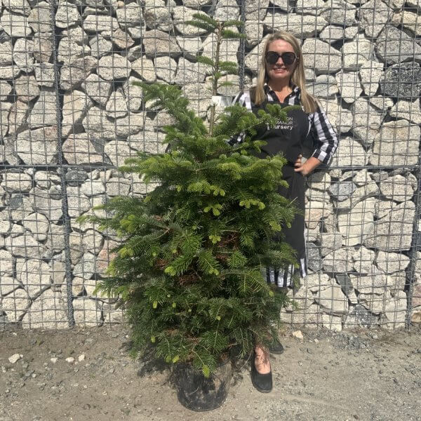 Nordmann Fir Pot Grown Christmas Trees (Spruce) G970 - 5CE55A89 5C1B 4E26 A40F 0C634D8F2006 1 105 c