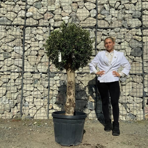Tuscan Olive Tree - Topiary Clipped Crown (Spanish) G990 - 63F346E6 8EEC 4515 8032 056561575259 1 105 c