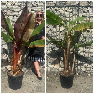 Musa Banana Trees