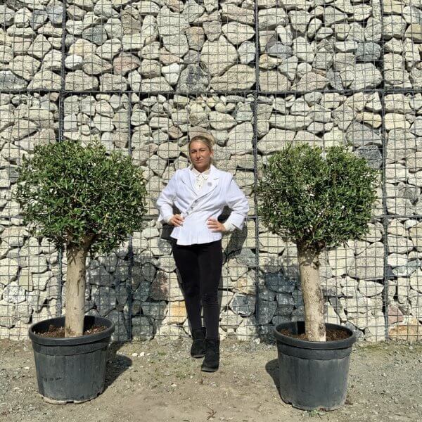 Tuscan Olive Trees (PAIR DEAL) - Topiary Clipped Crown (Spanish) G982 - 728EB0A0 6AD3 45BD BAC2 6A101AFBB57B 1 105 c