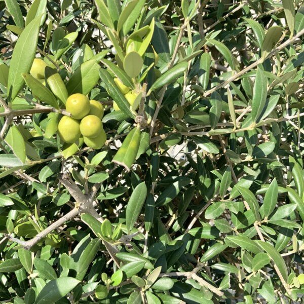 Tuscan Olive Tree - Topiary Clipped Crown (Spanish) G985 - 80F70AA4 1970 44F6 8576 0DDA9B9E7ED5 1 105 c