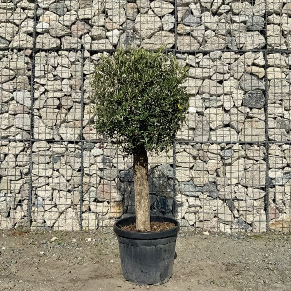 Tuscan Olive Tree - Topiary Clipped Crown (Spanish) G987 - 8328FDCD FBF0 494E A207 E928B0E2949A 1 105 c