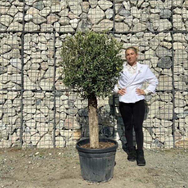Tuscan Olive Tree - Topiary Clipped Crown (Spanish) G987 - 995CB304 7D7F 4C0C 9A3B 8FE7F9BC982E 1 105 c