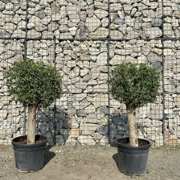 Tuscan Olive Trees (PAIR DEAL) - Topiary Clipped Crown (Spanish) G982 - 99646543 1432 4588 A3EF 0352F92FCB86 1 105 c