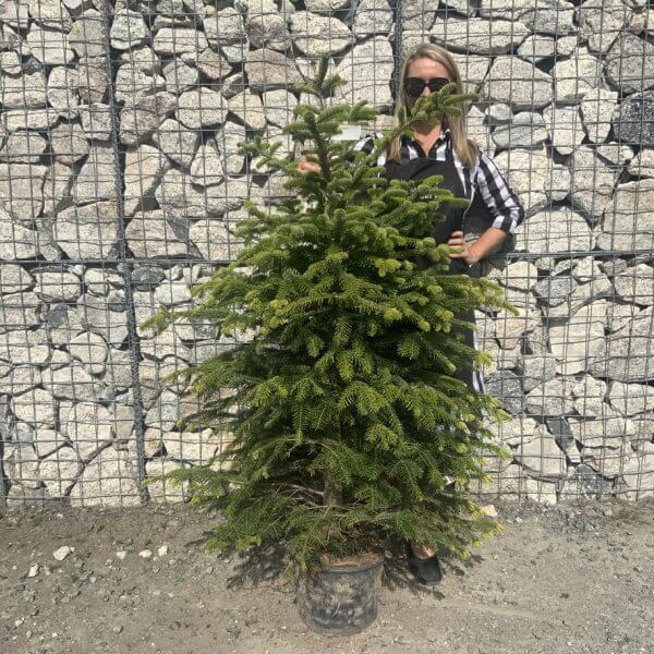 Nordmann Fir Pot Grown Christmas Trees (Spruce) G974 - A0CA7298 368E 4D5D 8791 D0D1F86591BE 1 105 c