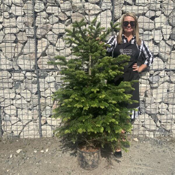 Nordmann Fir Pot Grown Christmas Trees (Spruce) G973 - A33F0484 AFC5 4CBA AF00 AAE47C36A4F0 1 105 c