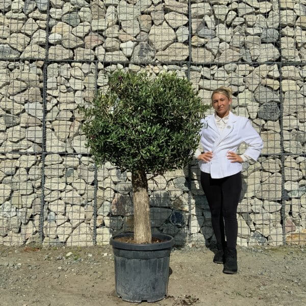 Tuscan Olive Tree - Topiary Clipped Crown (Spanish) G989 - A5CDE1FB 0B6F 4715 A6C9 EDD61F1BCD32 1 105 c