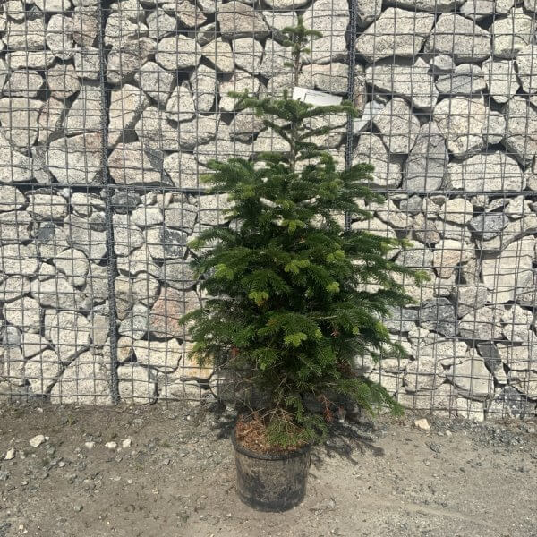 Nordmann Fir Pot Grown Christmas Trees (Spruce) G971 - AE8A3B0B A1FA 4660 AC5B 25ADF87503FB 1 105 c