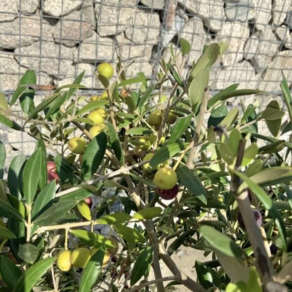 Tuscan Olive Tree - Topiary Clipped Crown (Spanish) G989 - AEB2FAC0 A55A 48AC A12E 4A224A26DA60 1 105 c