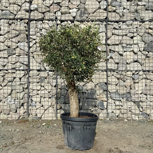 Tuscan Olive Tree - Topiary Clipped Crown (Spanish) G998 - C93D468D 4B94 4E90 A316 26CDE46E3CDC 1 105 c