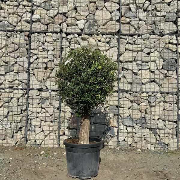 Tuscan Olive Tree - Topiary Clipped Crown (Spanish) G985 - CF486BB0 2FC0 446B BB6B 2411E23E7AC1 1 105 c