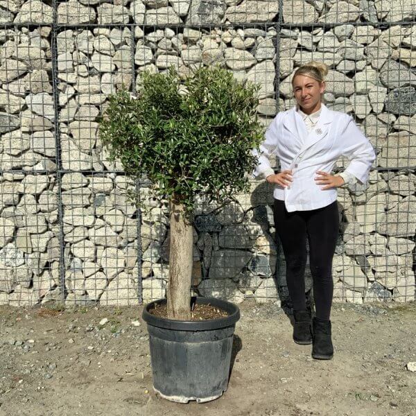 Tuscan Olive Tree - Topiary Clipped Crown (Spanish) G4001 - D0B84DA3 0966 4A2C AFCB 0402734BFC33 1 105 c