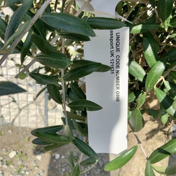 Tuscan Olive Tree - Topiary Clipped Crown (Spanish) G990 - D1BAE111 E430 4E02 92AA C2D691BA4390 1 105 c