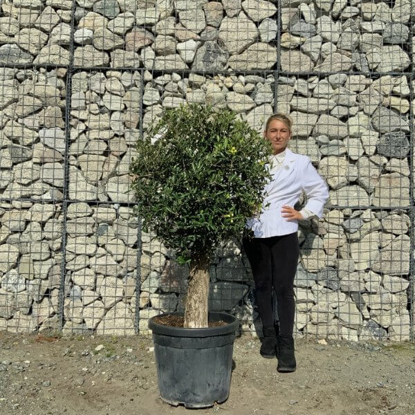 Tuscan Olive Tree - Topiary Clipped Crown (Spanish) G985 - D613609E 7537 4BD6 83F9 51A87A607DAB 1 105 c