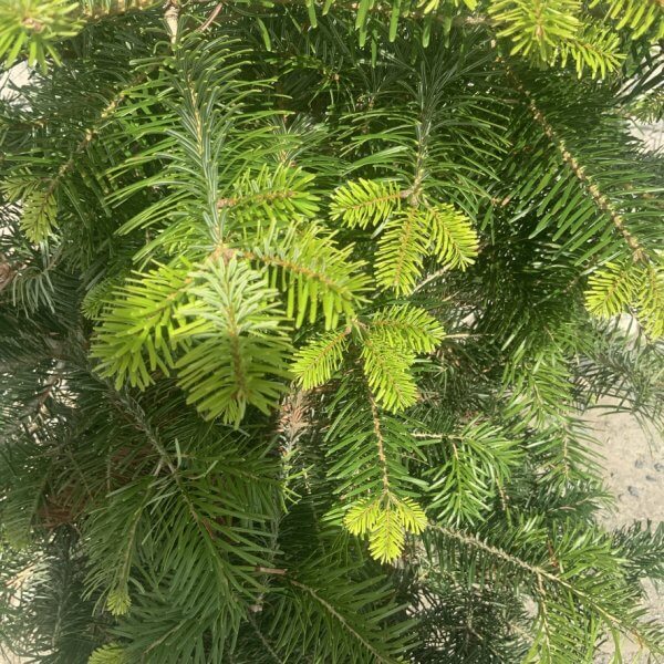 Nordmann Fir Pot Grown Christmas Trees (Spruce) G971 - DAEA09BB 20F0 432B B9D1 18052A0A2853 1 105 c