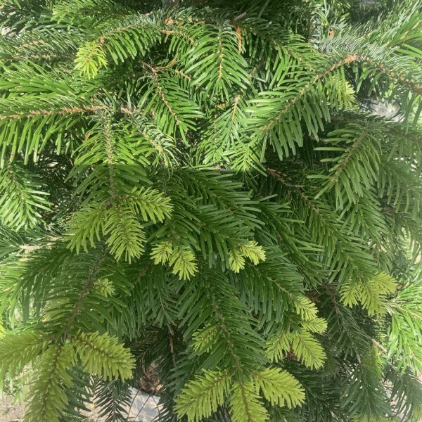 Nordmann Fir Pot Grown Christmas Trees (Spruce) G975 - DCC01D6F 4D8B 4C2A 87B7 820D6A8B3CA8 1 105 c 1