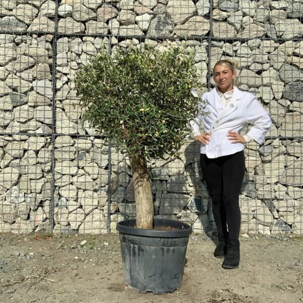 Tuscan Olive Tree - Topiary Clipped Crown (Spanish) G998 - F0777527 0CDC 4482 880E D42ED87A599B 1 105 c