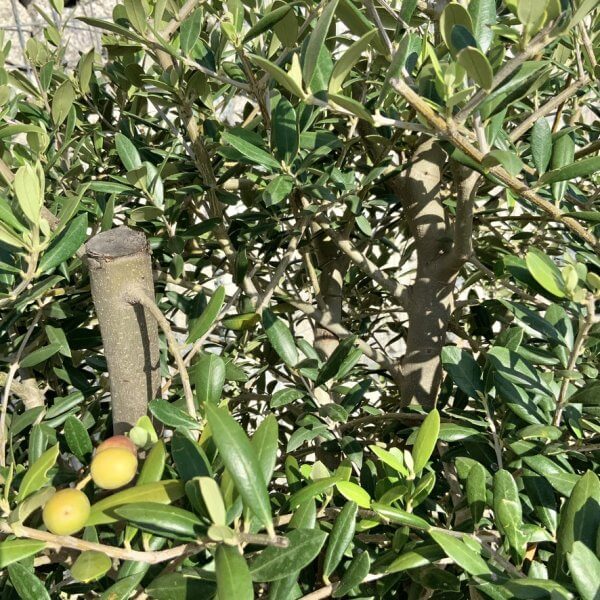 Tuscan Olive Tree - Topiary Clipped Crown (Spanish) G990 - F5782C8D B5EB 4423 84AF 90D5824844EC 1 105 c
