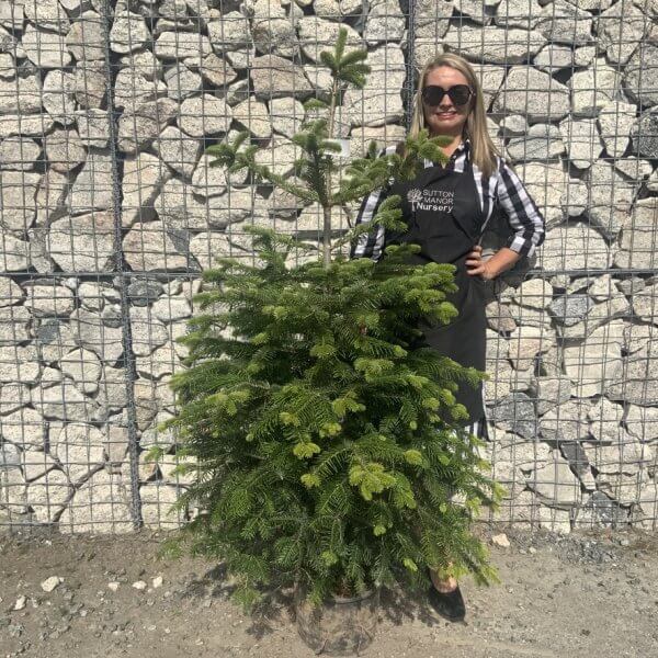 Nordmann Fir Pot Grown Christmas Trees (Spruce) G975 - FA37D2F5 42FB 4649 B54A A31A590D7743 1 105 c