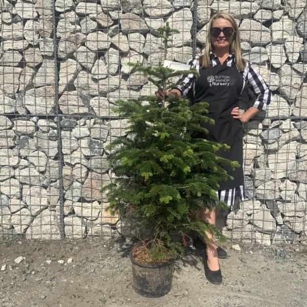 Nordmann Fir Pot Grown Christmas Trees (Spruce) G971 - FAE661C1 FEC6 45B8 8954 C5915AEFEABA 1 105 c