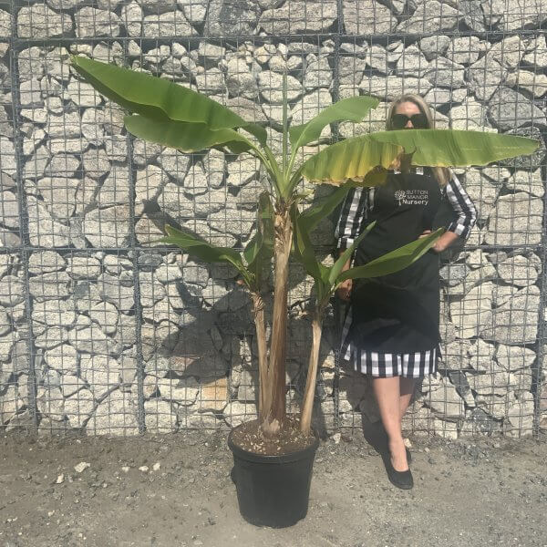 Musa Basjoo (Japanese Banana Tree/Plant) - IMG 7682 scaled