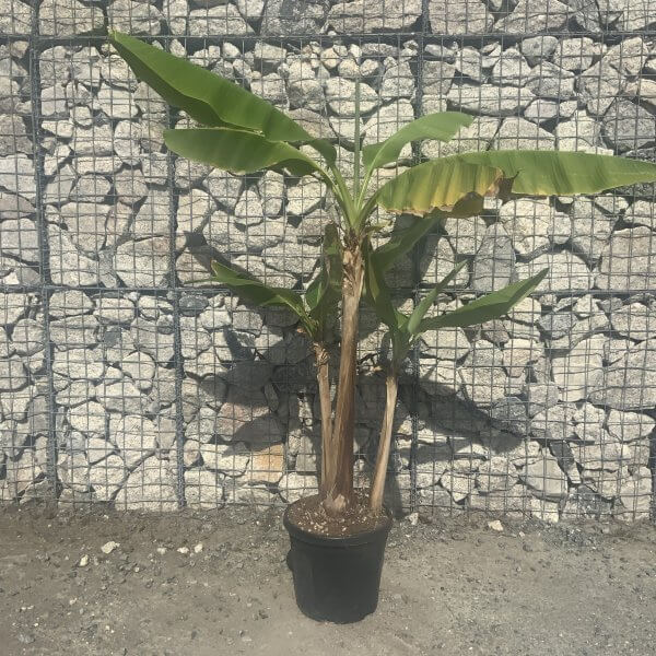 Musa Basjoo (Japanese Banana Tree/Plant) - IMG 7683 scaled