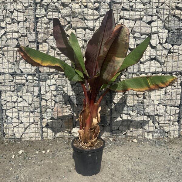 Musa Maurelii Red Abyssinian/Ethiopian Banana (Ensete Ventricosum) - IMG 7686 scaled