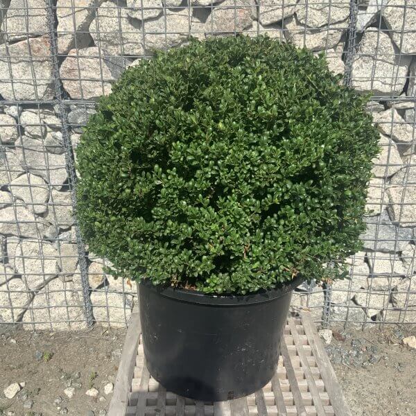 Ilex Crenata Topiary Ball 55CM - IMG 7691 scaled