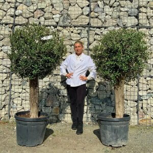 Tuscan Topiary Olive Trees