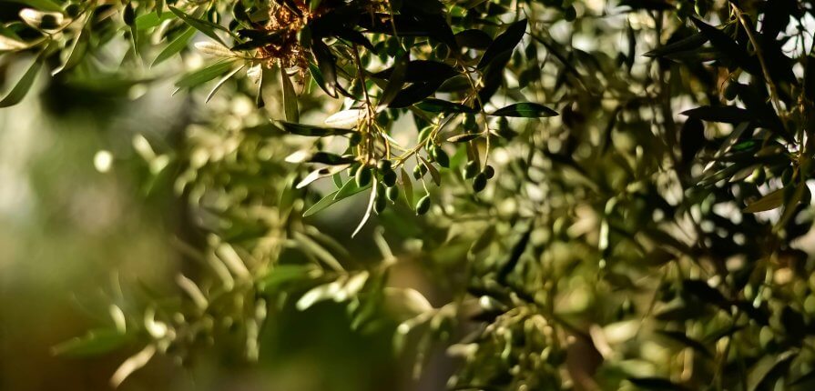 Olive Tree Care: From Ancient Times to Your Garden - pexels juliasakelli 1047312