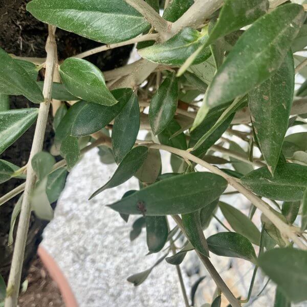 Olive Tree Gnarled XXL Natural Crown (In Patio Pot) H423 - 4D824A64 5531 4616 8708 9516B9CB36AB scaled