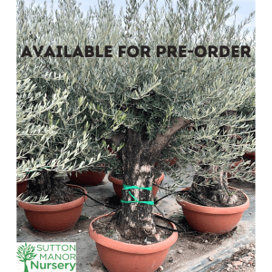 Gnarled Patio Pot Olive Trees